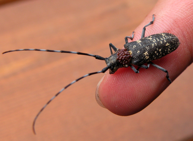 Cerambycidae della Val di Genova